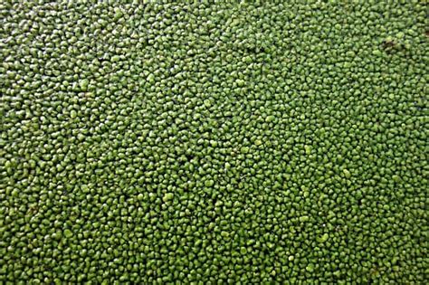 What Is Duckweed? - Worldwide Nature