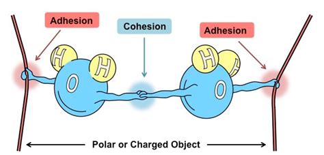 COHESION TENSION THEORY - Study Solutions