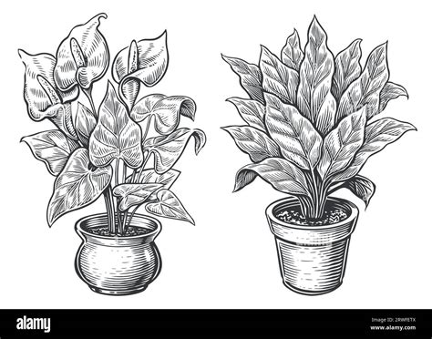 Indoor plants sketch. Houseplants, flowers in a pot in engraving style ...