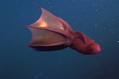 Vampire Squid – "OCEAN TREASURES" Memorial Library