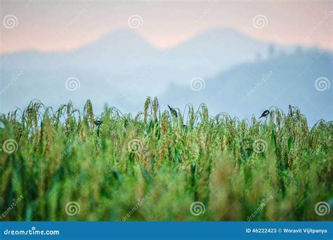 Birds eating stock image. Image of river, mountainbackground - 46222423