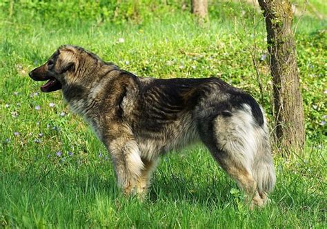 Carpathian Shepherd Dog Shepherd Dog, Husky, Friends, Dogs, Animals, Amigos, Animales, Animaux ...