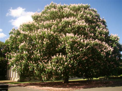 Aesculus indica, Indian Horse Chestnut, flowering tree, plant, garden ...