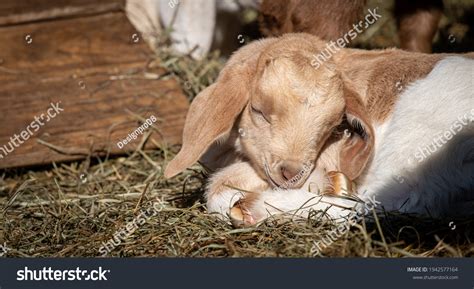 917 Baby goats sleeping Images, Stock Photos & Vectors | Shutterstock