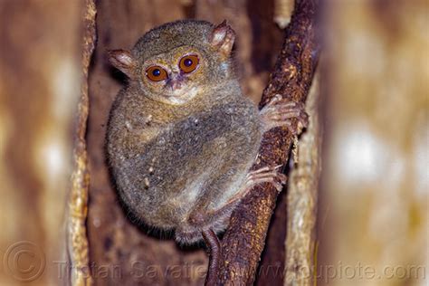 Spectral Tarsier in Tree - Tarsius