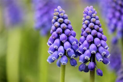 Purple Grape Hyacinths at the Kyoto Botanical Garden | Flickr