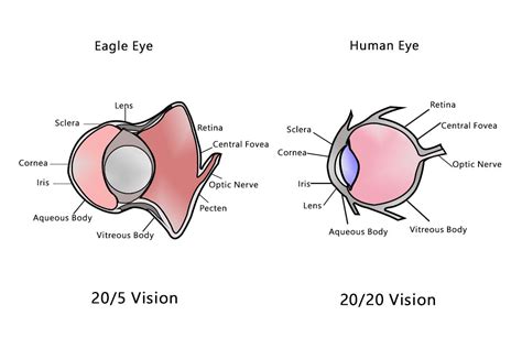 Human Eye vs Eagle Eye | Human eye, Human eye diagram, Vision eye