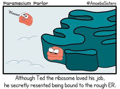 Bound Ribosome Woes - SCIENCE WITH THE AMOEBA SISTERS