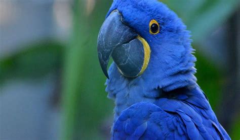 Blue Macaw – Beyond Blue Beauty