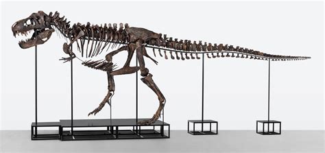 Belgian Art Foundation Buys $6 M. T. Rex Skeleton