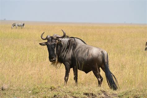 African Wildebeest