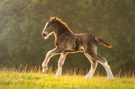 shire horse foal | Horses - Foals | Pinterest | Shire horse, Horse and Animal