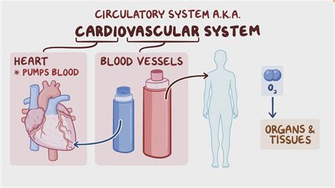 Video: Cardiovascular system anatomy and physiology