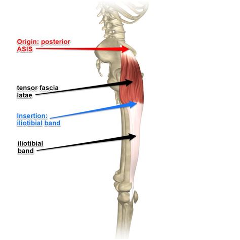 Tensor Fascia Latae Muscle And The Iliotibial Band | Iliotibial band, Hip anatomy, Leg muscles ...