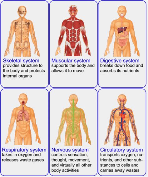 Human Body Systems | Other - Quizizz