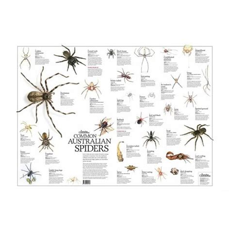Books Australian Geographic Maps & Posters | Australian Spiders Poster | Bestquesta