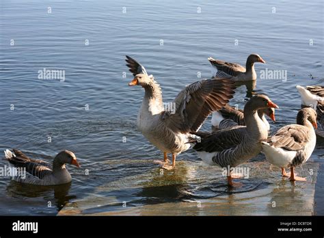 Geese in water Stock Photo - Alamy