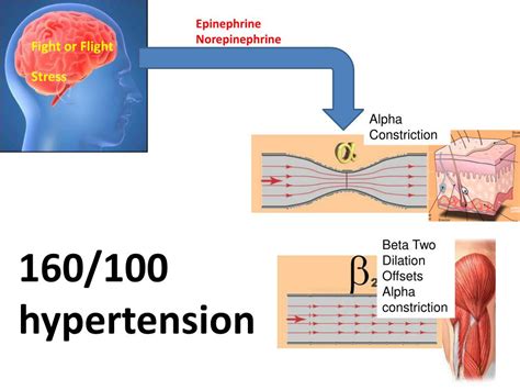 PPT - Epinephrine Norepinephrine PowerPoint Presentation, free download - ID:6942320