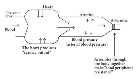 Blood pressure is produced by cardiac output and total peripheral ...