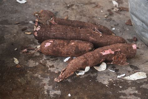 Traditional Production of Gari – Ministry of Tourism, Arts & Culture (MoTAC) Ghana