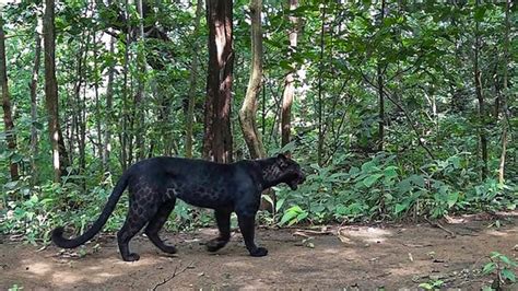 In rare sighting, two black leopards spotted in Odisha forests | Latest ...