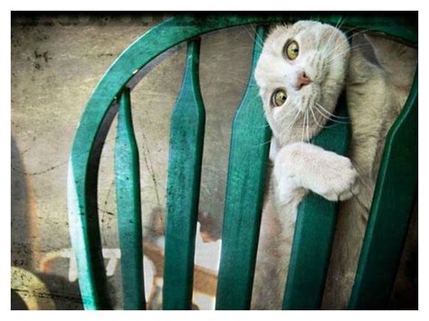 20 Hilarious Photos Of Animals Being Clumsy - Page 3 of 5