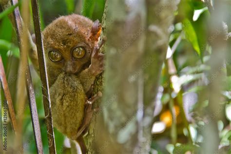 The Philippine Tarsier Stock Photo | Adobe Stock