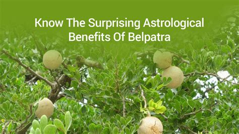 Benefits Of Belpatra & Its Astrological & Vastu Significance!