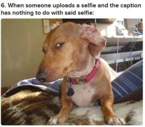 21 Dog Side Eye Meme That Will Make You Laugh