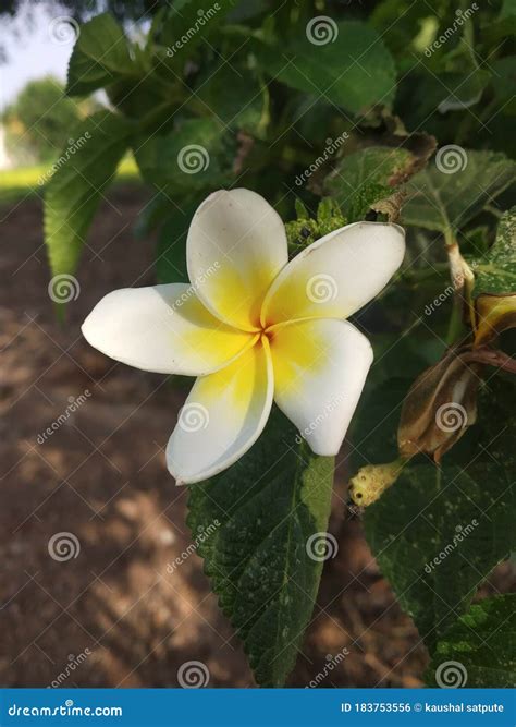 White Color Chafa Flower stock photo. Image of wildflower - 183753556