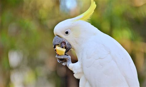 Sulphur-Crested Cockatoo HD Wallpapers