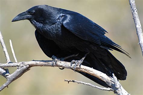 Chihuahuan Raven | Audubon Field Guide