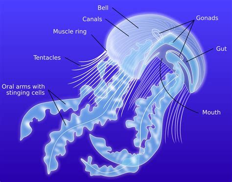 Anatomy The Moon Jellyfish