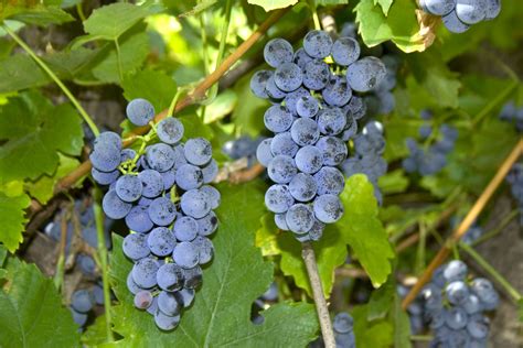 File:Red Grape - Vitis labrusca - Kiszombor, Hungary.jpg - Wikimedia Commons