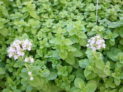 Marjoram, wonderful for cooking and TEA! | Marjoram plant, Planting herbs, Herbs