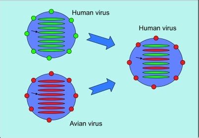 Reassortment: when two different virus co-infect the sa | Open-i