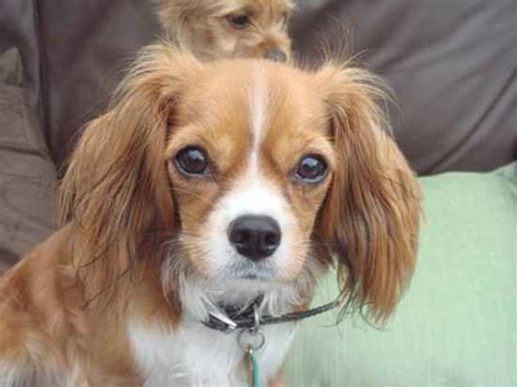 47+ King Charles Cavalier Chihuahua Mix Photo - Codepromos