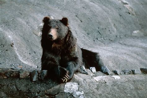 CNN Blames Climate Change for ‘Record’ Bear Attacks in Japan