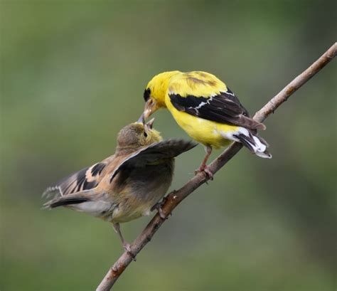 American Goldfinch Male feeding Young - FeederWatch