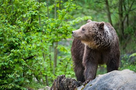 Flora and fauna in Croatia ♥ ♥ | Bestofcroatia.eu Travel Guide