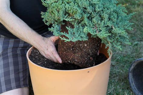 How to Grow and Care for Creeping Juniper | Gardener’s Path