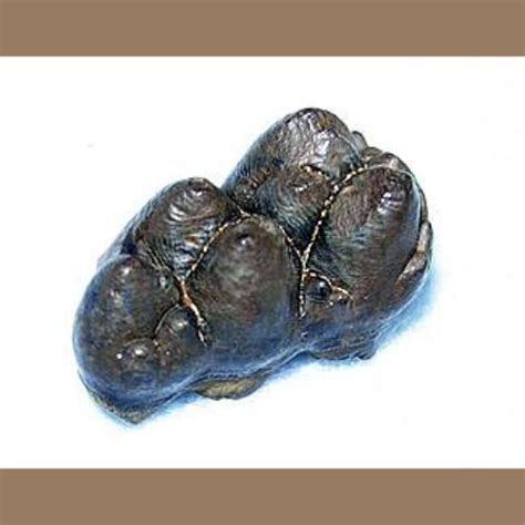 Peccary Tooth Fossil - Fossils & Artifacts for Sale | Paleo Enterprises