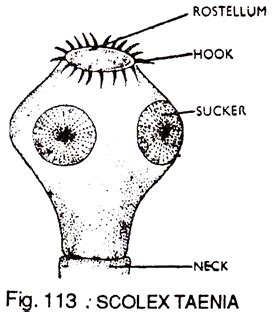 Scolex occurs in | Biology Questions