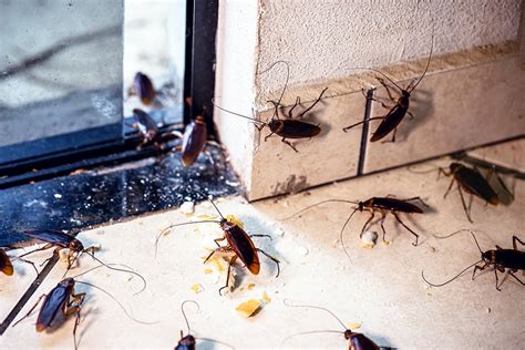 Should I Worry About Cockroaches? | Roach Control