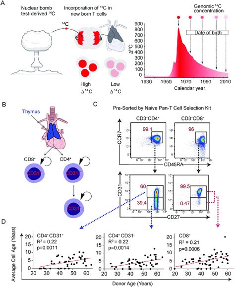 14 C measurements of naive T-cell populations reveal age-dependent ...