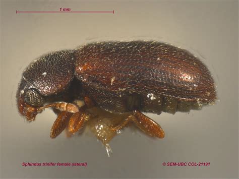 Sphindidae