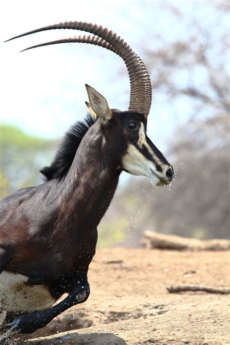 25 best Sable Antelope images on Pinterest | African animals, Animal kingdom and Wild animals