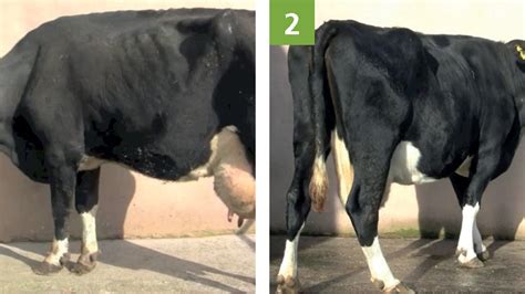 UK Vet Livestock - Diagnosis of respiratory disease in adult cattle ...