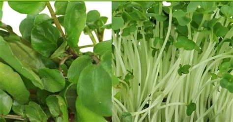 Garden Cress Recipes | Yummly