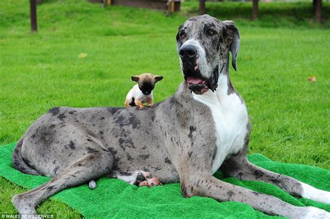 Great Dane believed to be the world's tallest meets up with Britain's smallest dog | Daily Mail ...